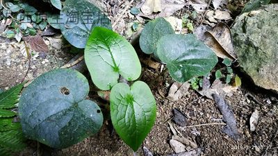 广西本土稀有岩溶洞穴植物喜阴