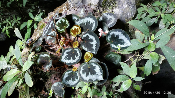 广西稀有绿植 喜阴花卉 绿色植物  盆栽 一口血秋海棠水陆缸造景