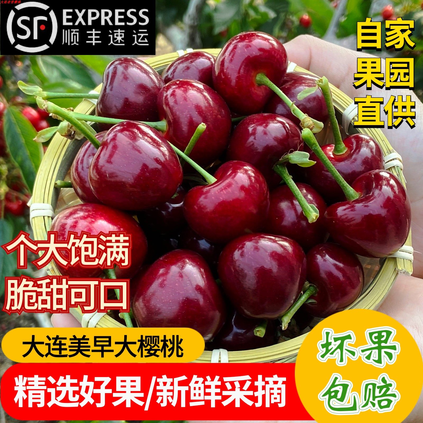 果园直发大连美早大樱桃新鲜沙王佳红当季孕妇儿童水果脆甜顺丰5J