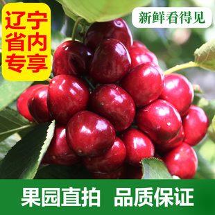 自家种大连樱桃美早特大果孕妇儿童车厘子新鲜现摘5J2斤3斤顺丰