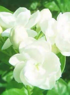 重瓣阳台老桩重瓣老桩茉莉花盆栽