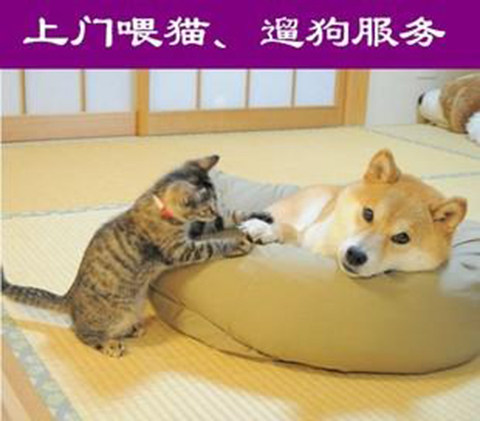 深圳市上门喂猫遛狗服务