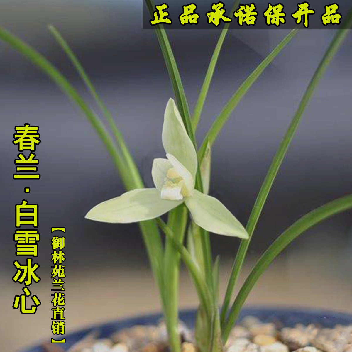 春兰素心白雪冰心兰花苗高档花卉植物盆栽年底带花苞包邮正品浓香