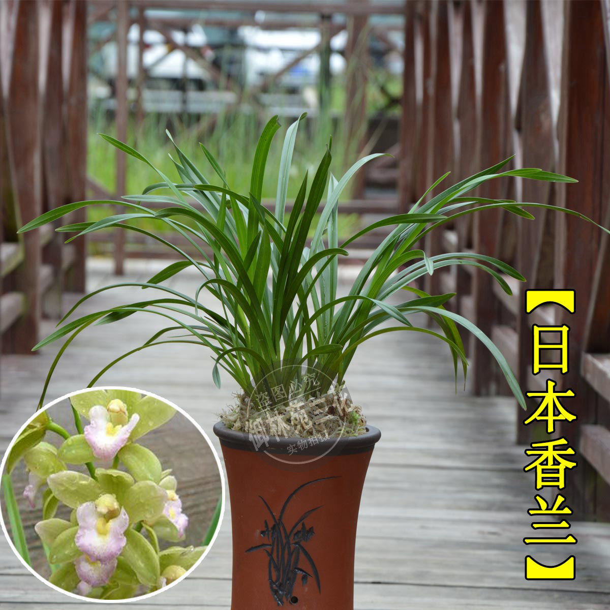 兰花苗洋兰日本香兰樱花花卉室内盆景绿植盆栽花季带花苞包邮