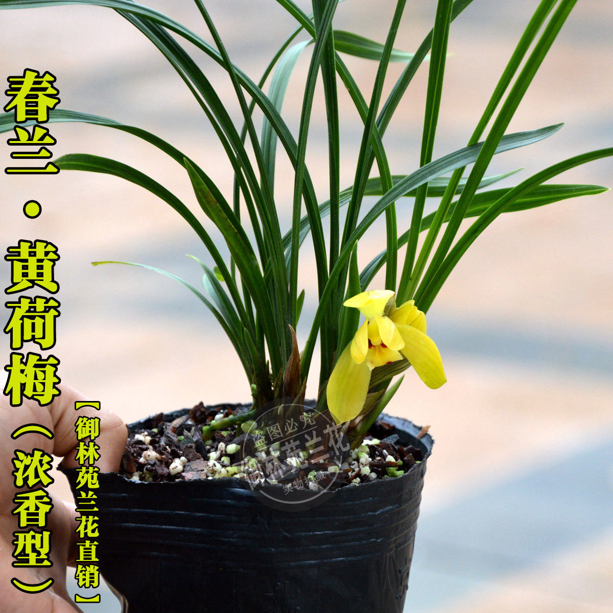 兰花苗春兰黄荷梅花卉室内盆景绿植盆栽花期带花苞包邮正品植物