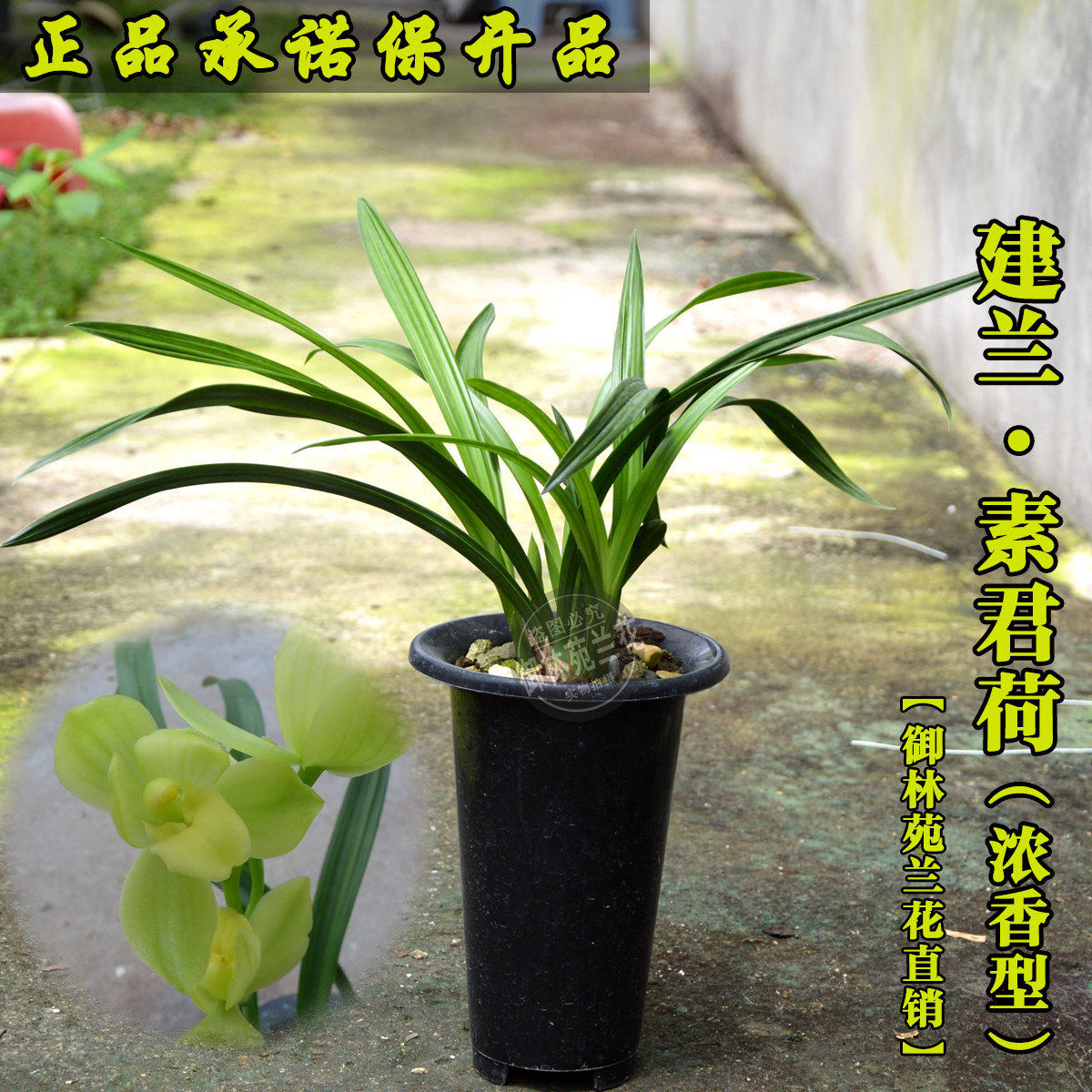 兰花苗建兰素君荷瓣素心花期带花苞包邮高档四季盆栽绿植室内名品