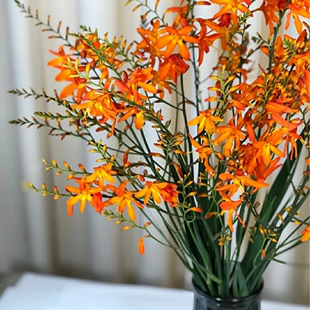 火焰兰火星花雄黄兰鲜花当季好货耐养造型优美北京同闪送发顺丰
