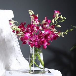 千代兰泰国兰鲜花水养家插花办公花束低价直批包邮北京同城可闪送