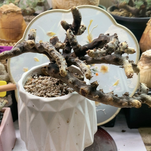黑皮月界
