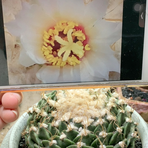 蒂冠