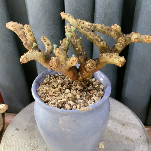 黑皮月界