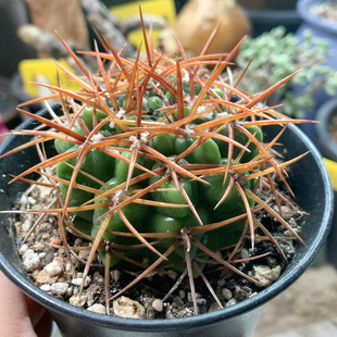 碧岩玉