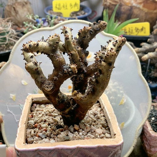 黑皮月界