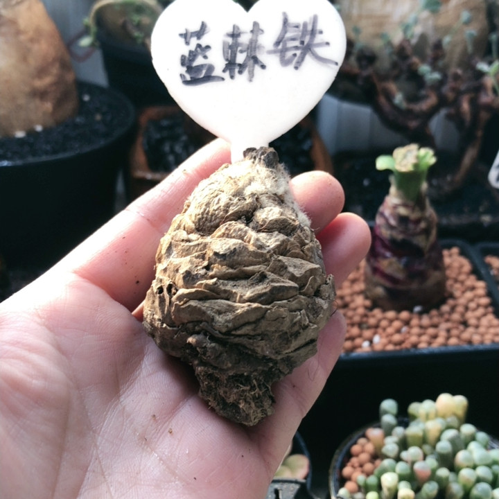 蓝棘铁,鲜花速递/花卉仿真/绿植园艺,时令草本花卉,淘宝优惠券,粉丝福利购,淘宝优惠卷