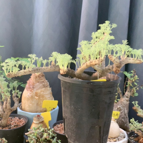 黑皮月界30+