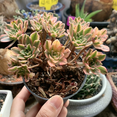 甜茶锦