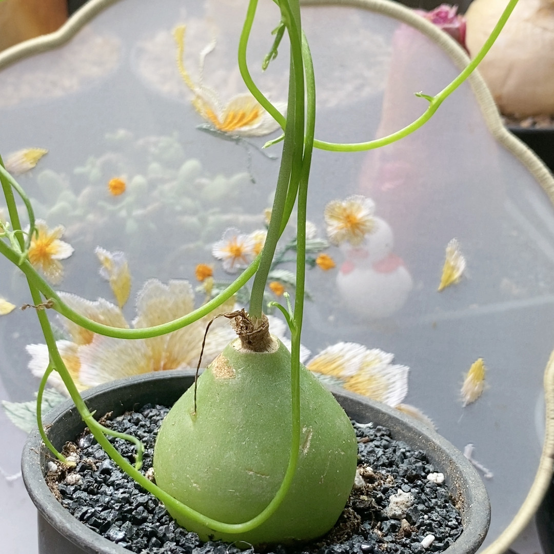 大苍角殿