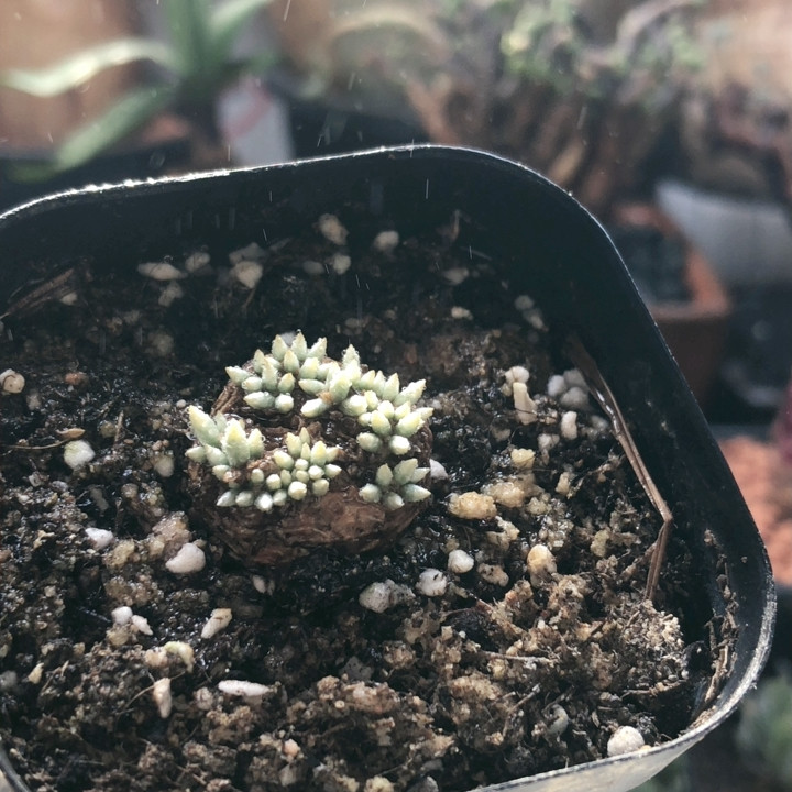 韧锦,鲜花速递/花卉仿真/绿植园艺,时令草本花卉,淘宝优惠券,粉丝福利购,淘宝优惠卷