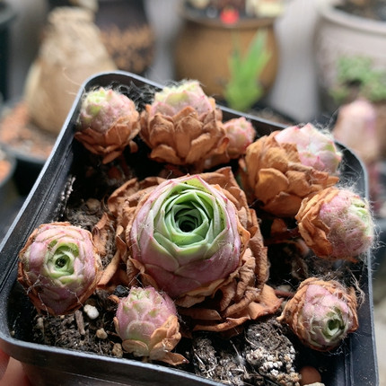 新的新品玫瑰