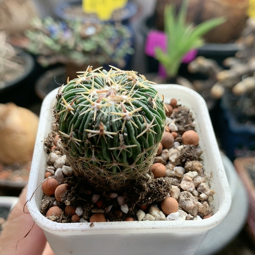 特价