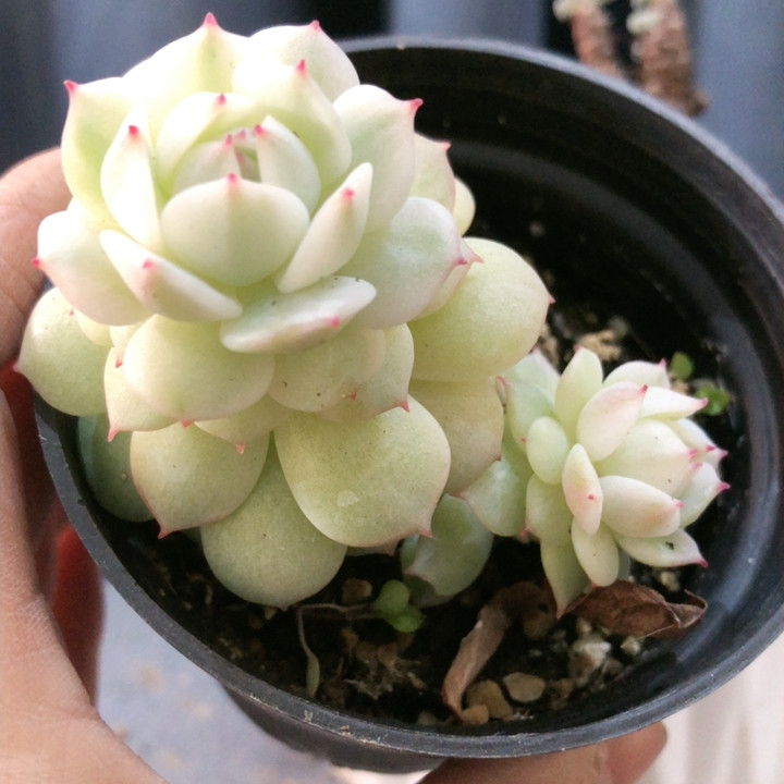 新船长锦,鲜花速递/花卉仿真/绿植园艺,时令草本花卉,淘宝优惠券,粉丝福利购,淘宝优惠卷