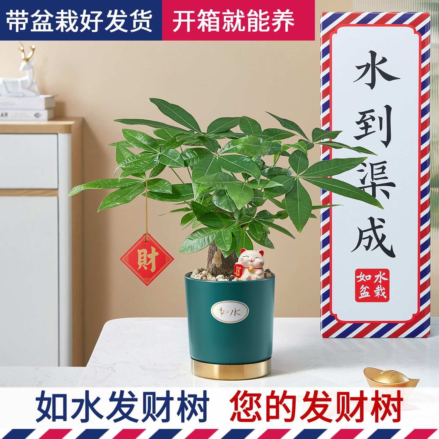 发财树小盆栽 办公室客厅好养绿植 室内桌面水培水养自动吸水植物,鲜花速递/花卉仿真/绿植园艺,绿植,淘宝优惠券,粉丝福利购,淘宝优惠卷