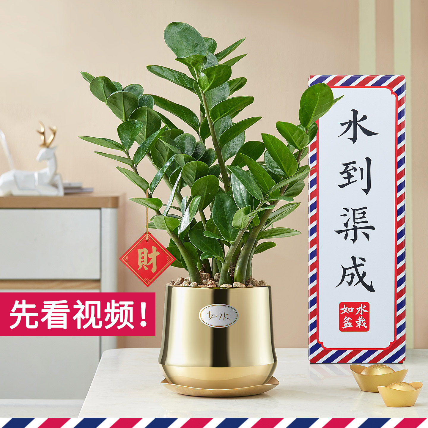 新款金如水金钱树 好养自动吸水盆栽 办公室室内水培植物水养桌面