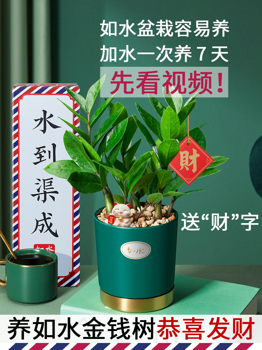 如水金钱树盆栽室内植物 恭喜发财树办公室客厅桌面水培绿植花卉