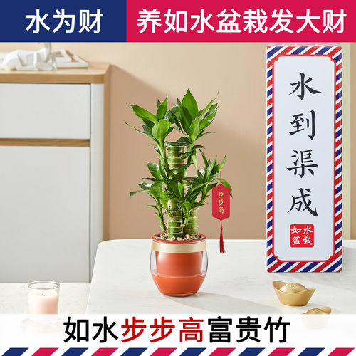 新款加水就能养迷你步步高富贵竹 好养自动吸水水培盆栽 水养植物