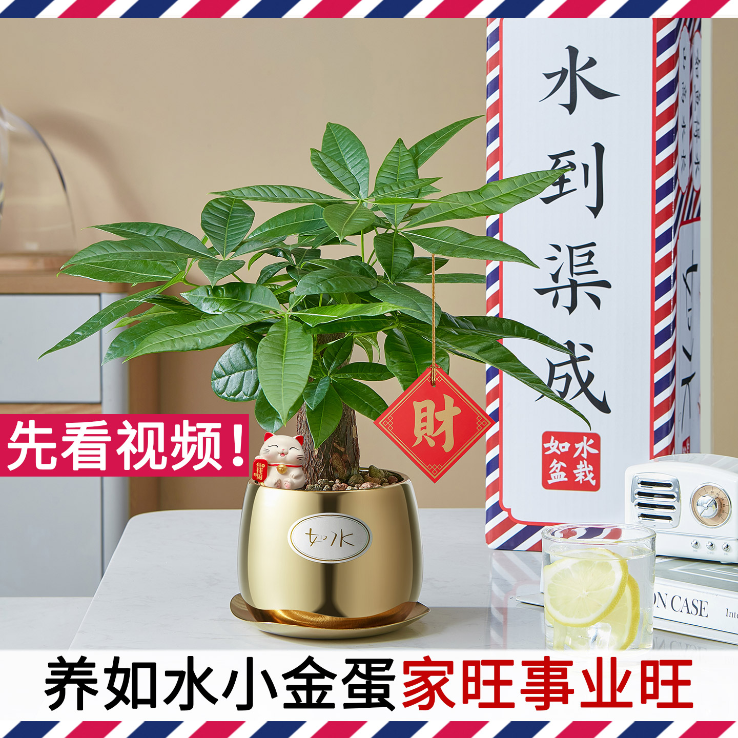 养如水小金蛋 家旺事业旺