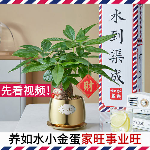 养如水小金蛋 家旺事业旺