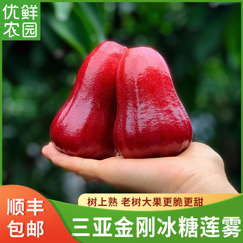 海南三亚黑金刚莲雾新鲜水果特级牛奶莲雾一级果红宝石3斤礼盒装,水产肉类/新鲜蔬果/熟食,莲雾,淘宝优惠券,粉丝福利购,淘宝优惠卷