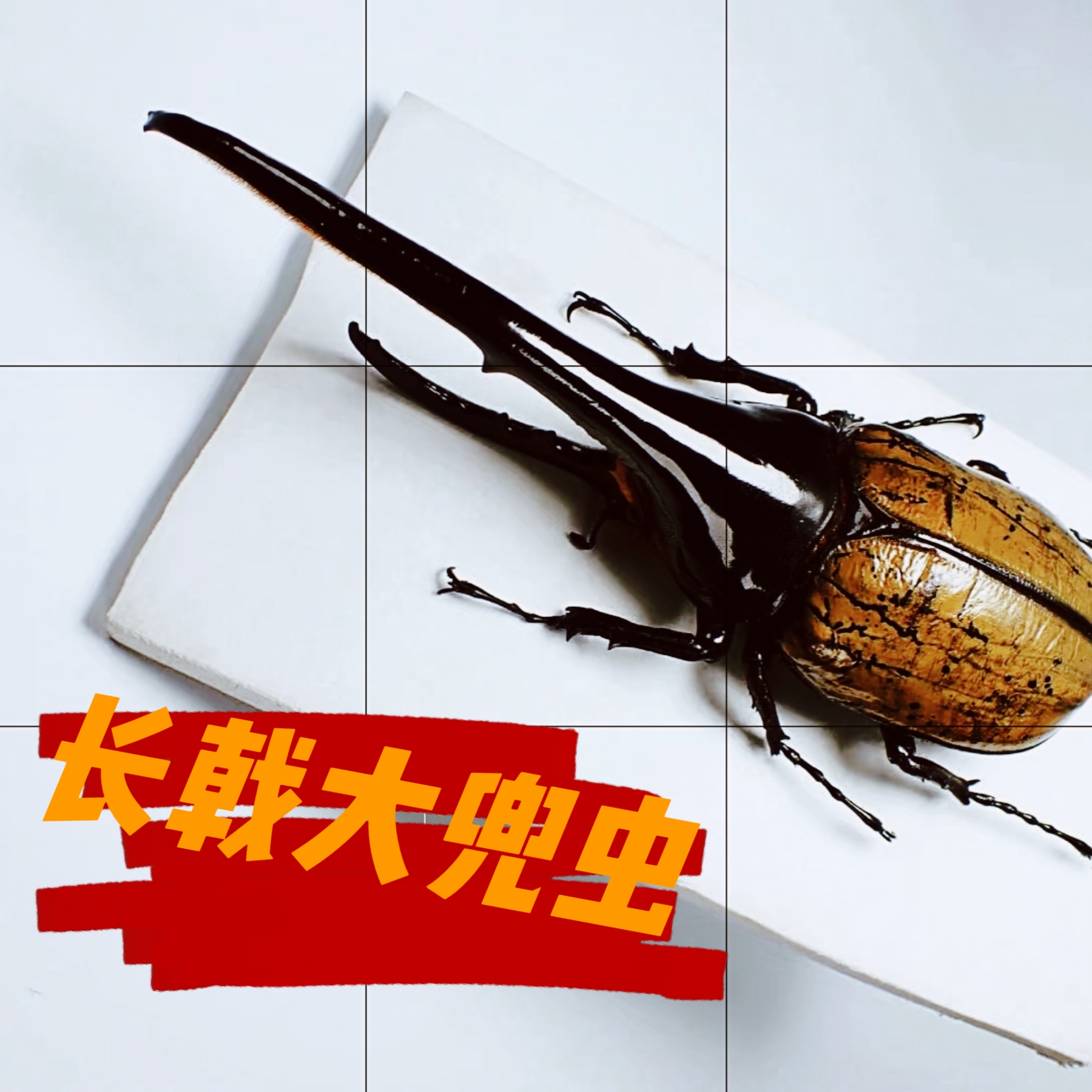 长戟大兜虫幼虫甲虫活虫成虫稀罕宠物新手套餐好养昆虫非独角
