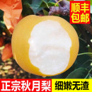 正宗莱阳秋月梨山东梨子新鲜水果当季 整箱冰糖羊脂特大中秋礼盒10