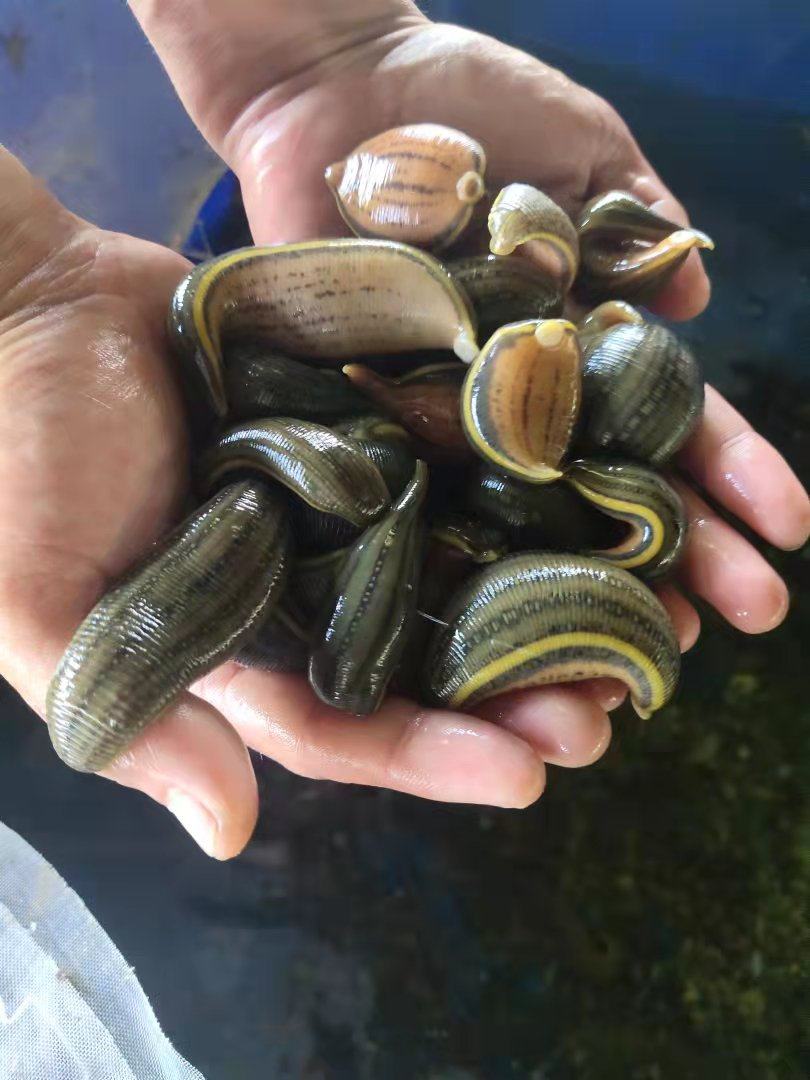 水蛭苗活体宽体金线蛭苗野生苏南其它水族宠物