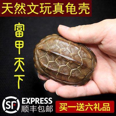 天然完整干净文玩盘玩真乌龟壳