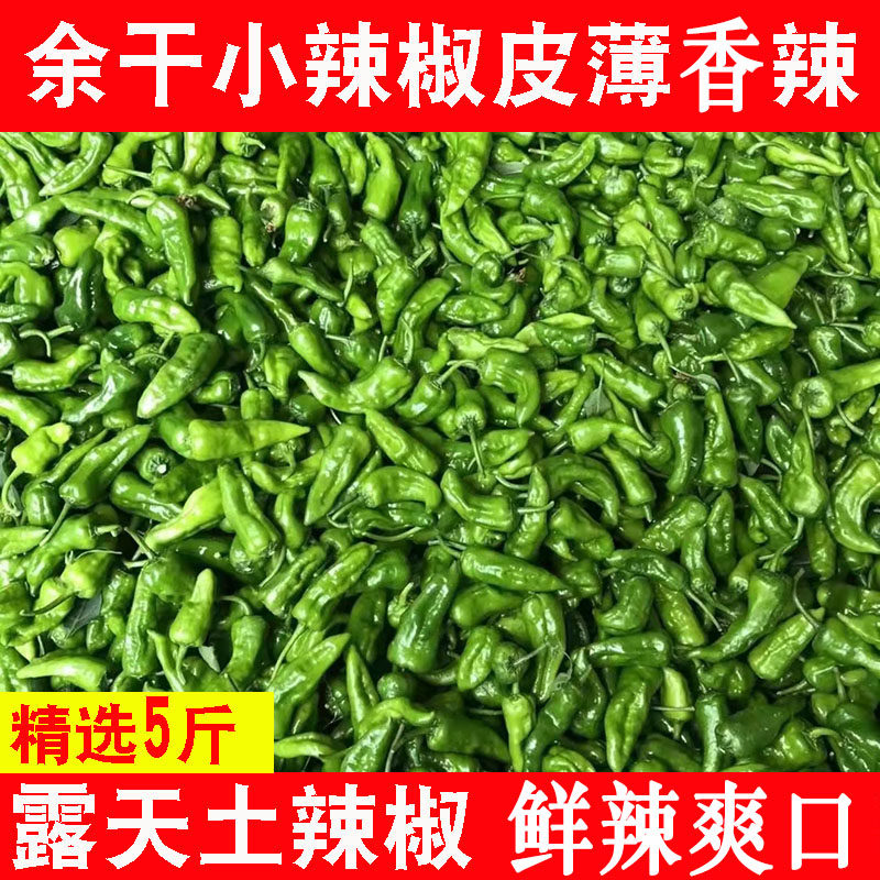 爆辣薄皮余干小辣椒5斤露天土辣椒新鲜特辣皱皮青椒赣辣