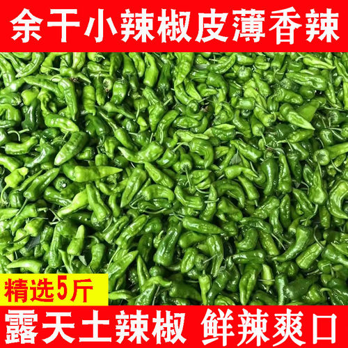 超辣赣辣露天土辣椒新鲜5斤广东农家丰收季节薄皮特辣皱皮青椒