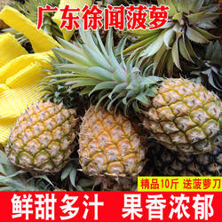 徐闻香水菠萝10斤装当季水果新鲜凤梨整箱包邮非泰国小菠萝