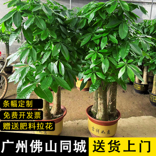 发财树盆栽大型观叶室内绿植办公室前台客厅开业乔迁送礼植物广州