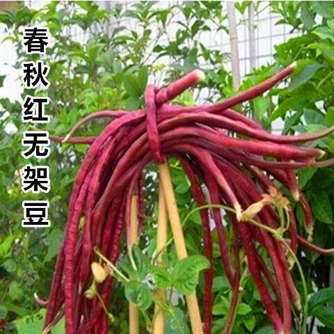 October Red No Frame Extra Long Red Cowpea Purple Frame Bea