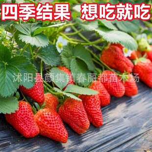 Strawberry seedling pot edible balcony cream fruit tree see