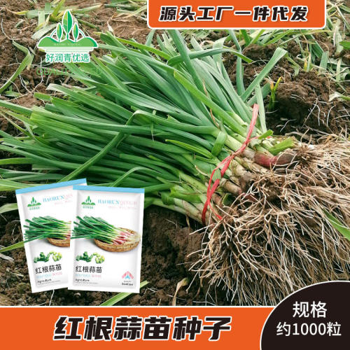 New Red Root Garlic Sprouts, Red Scallion, Red Head Green G
