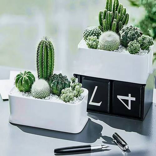 SucculentPlantCactusImmort