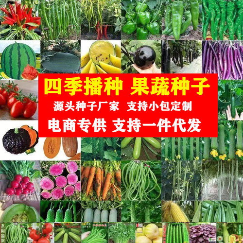 蔬菜种子室内外种菜生菜草莓辣椒