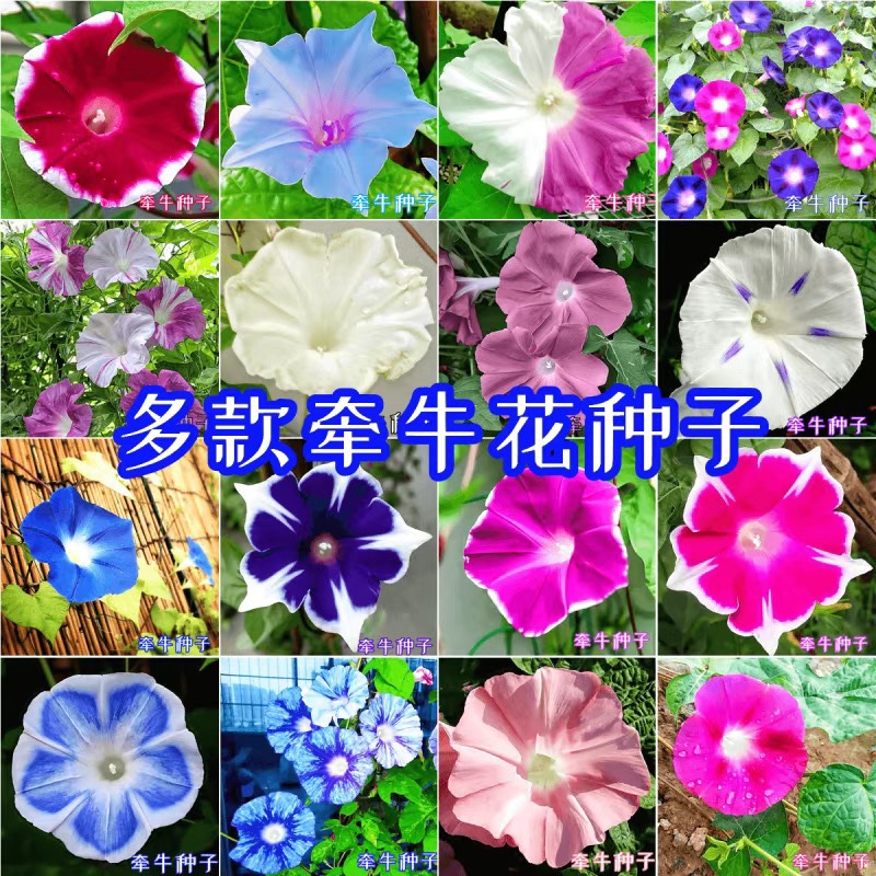 Multiple varieties of climbing vine morning glory seeds, tr
