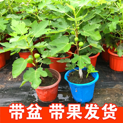 NewFruitTreePotExtraLarg