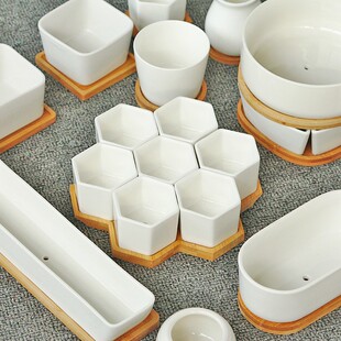 Succulent plants, plain and elegant white porcelain pots, s