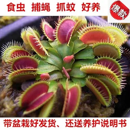 Hydroponic flytrap, potted cordyceps, carnivorous flowers,