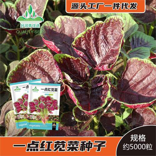 A little red big round leaf flower, red amaranth, Han veget